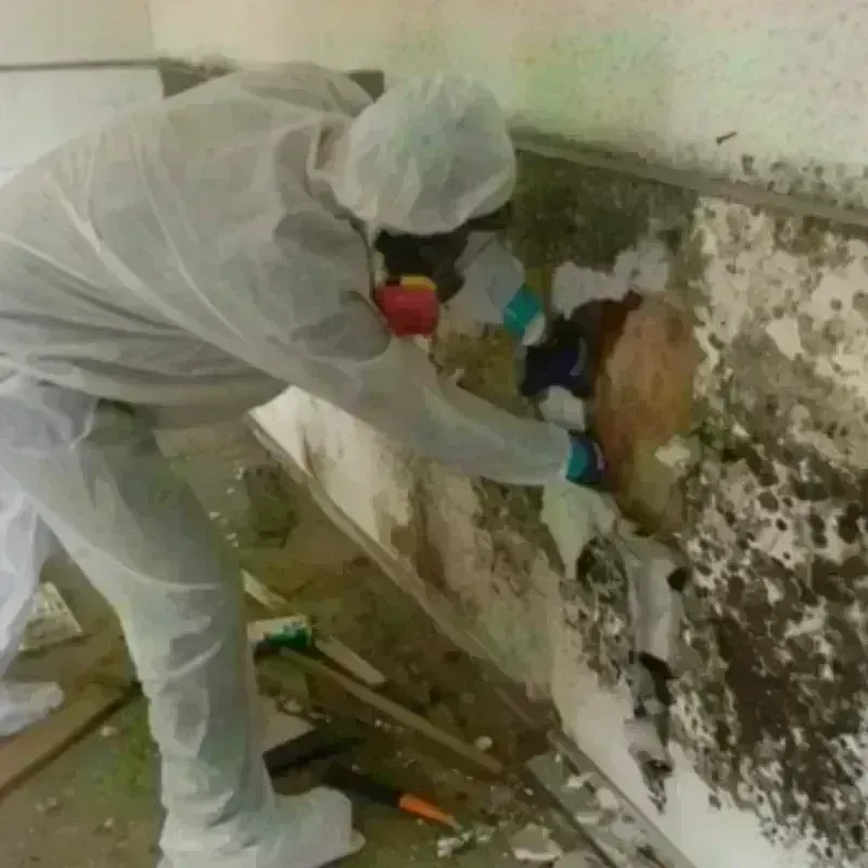 Mold Remediation and Removal in Crump, TN